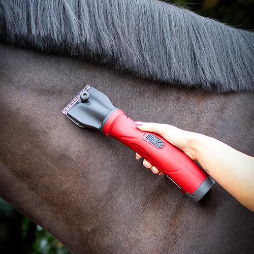 Liveryman Phoenix Clippers