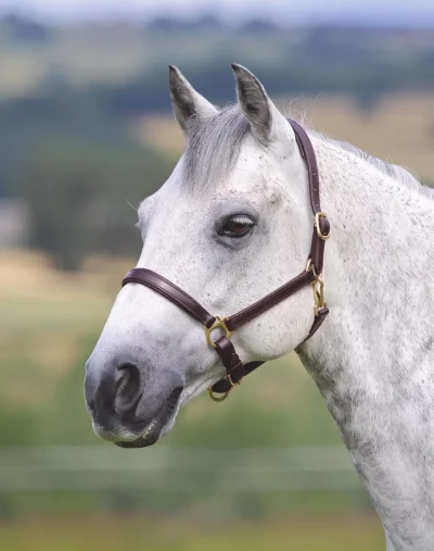 Velociti GARA Ragley Lined Leather Headcollar