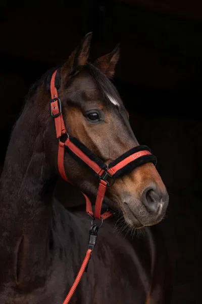 Covalliero Headcollar & Leadrope A/W25
