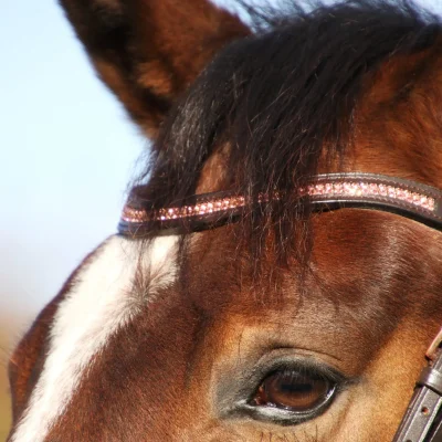 Hy Equestrian Rosciano Rose Gold Browband
